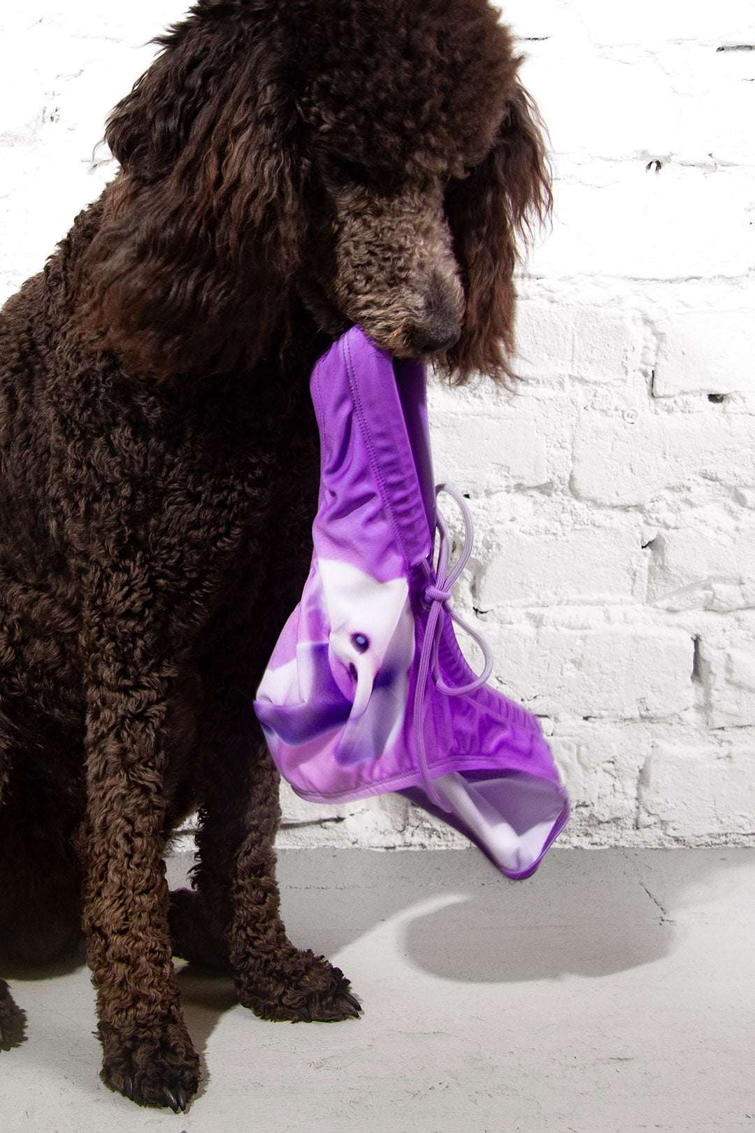 Poodle Swim